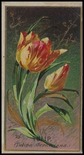 N164 Tulip.jpg